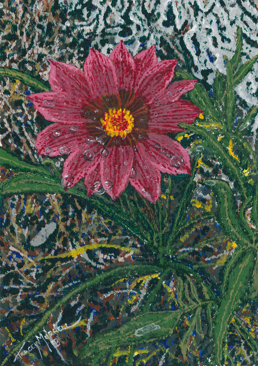 Gazania (Print)