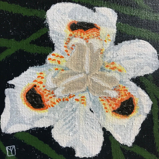 African Iris