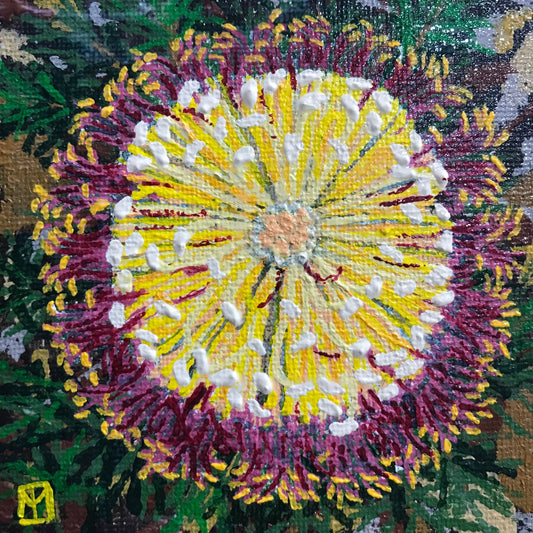 Banksia Flower