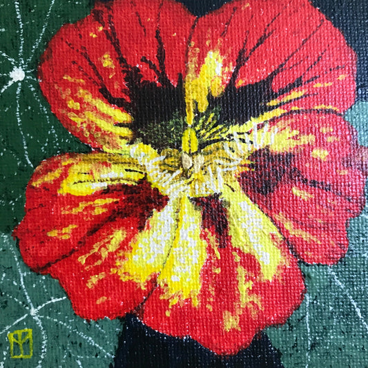 Nasturtium