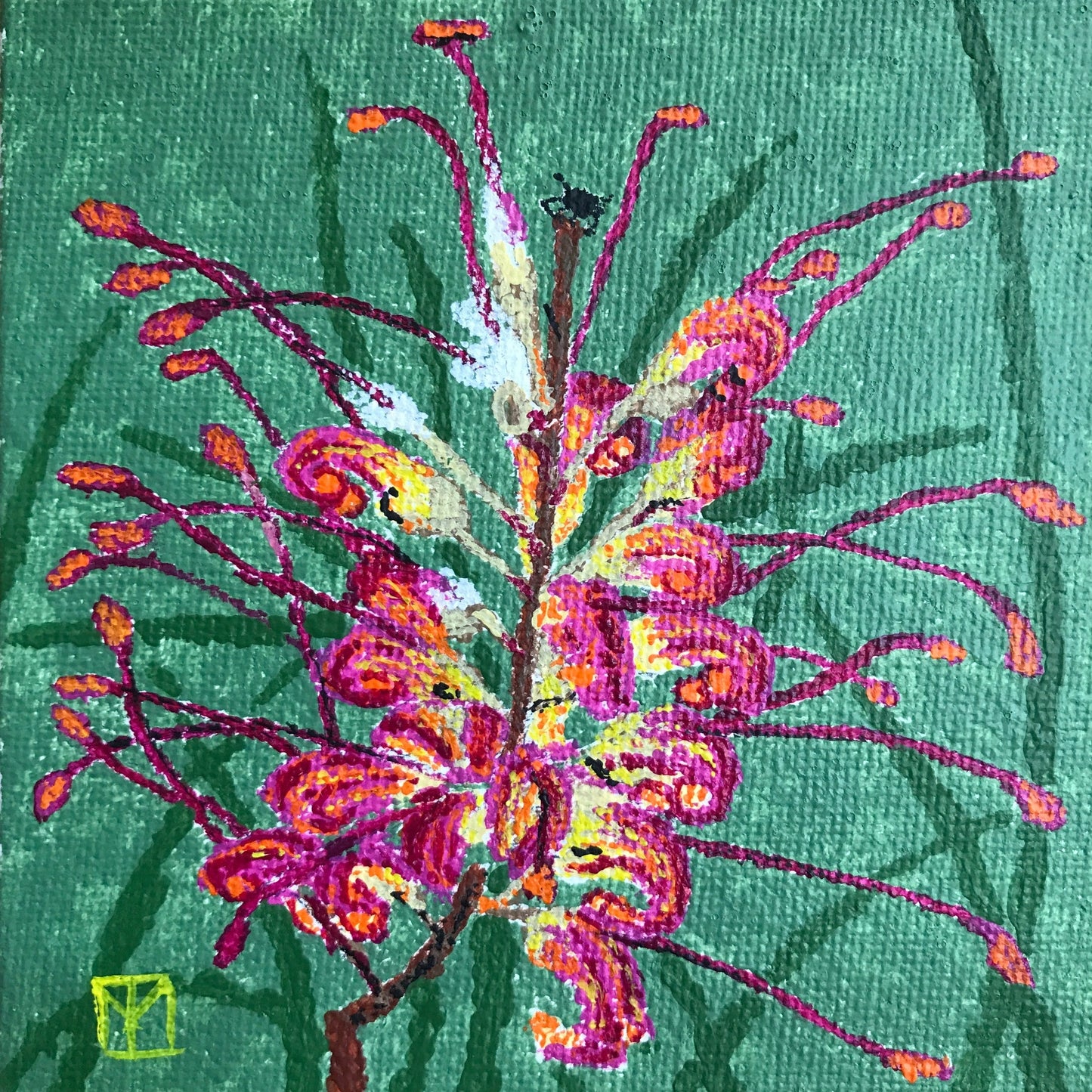 Grevillea