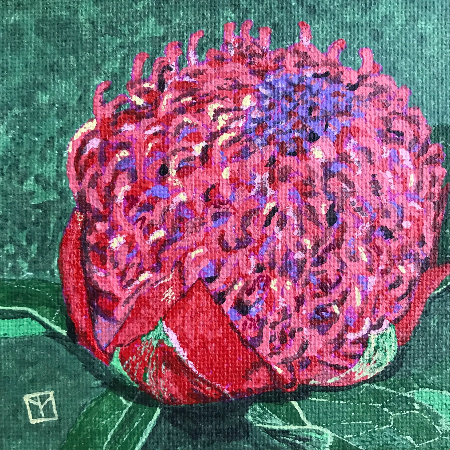 Waratah