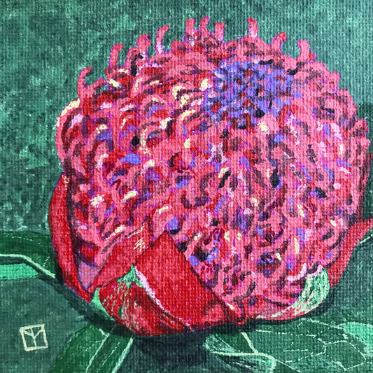 Waratah