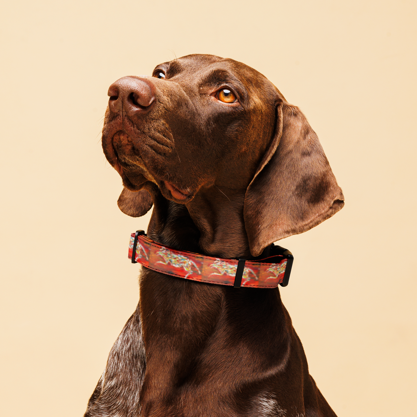 Dog Pet Collar