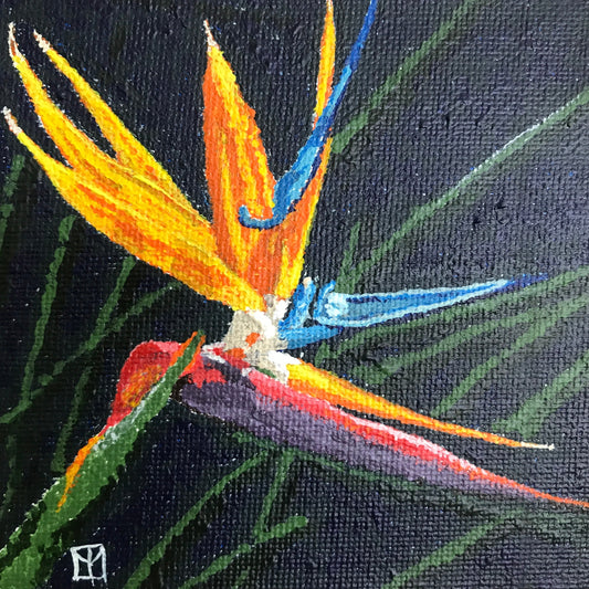 Bird of Paradise